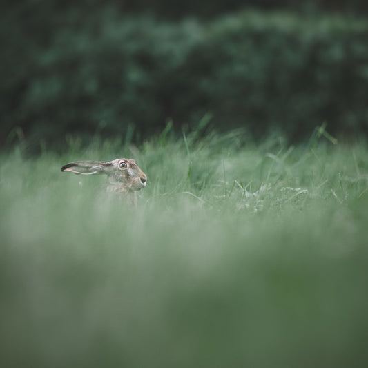 Humming Whale - Chasing Rabbits CD-digipak (PRE-ORDER)